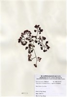 藏品(傘房龍鬚菜)的圖片